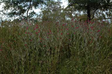 APII jpeg image of Silene coronaria  © contact APII