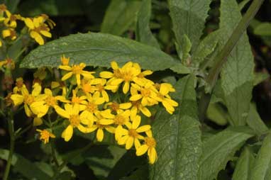 APII jpeg image of Senecio linearifolius var. arachnoideus  © contact APII