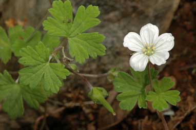 APII jpeg image of Geranium potentilloides var. abditum  © contact APII