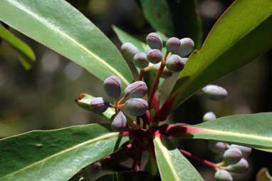 APII jpeg image of Tasmannia purpurascens  © contact APII