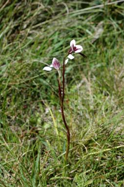 APII jpeg image of Diuris venosa  © contact APII