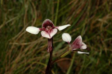 APII jpeg image of Diuris venosa  © contact APII