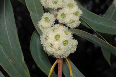 APII jpeg image of Eucalyptus luehmanniana  © contact APII