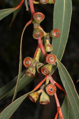 APII jpeg image of Eucalyptus luehmanniana  © contact APII