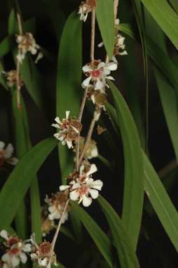 APII jpeg image of Agonis flexuosa  © contact APII