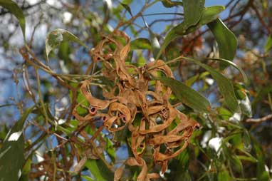 APII jpeg image of Acacia melanoxylon  © contact APII