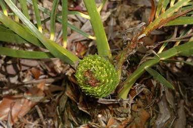 APII jpeg image of Macrozamia fearnsidei  © contact APII