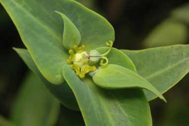 APII jpeg image of Euphorbia lathyris  © contact APII