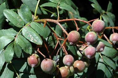 APII jpeg image of Sorbus domestica  © contact APII