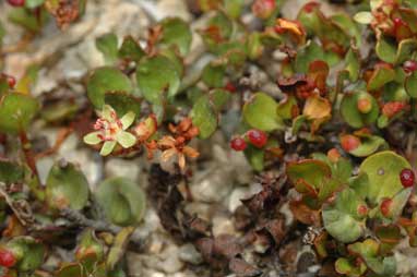 APII jpeg image of Muehlenbeckia axillaris  © contact APII