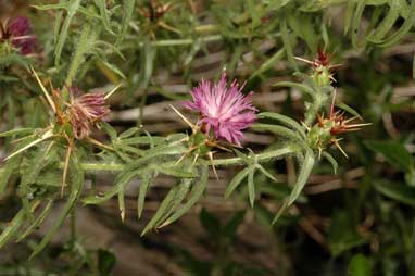 APII jpeg image of Centaurea calcitrapa  © contact APII