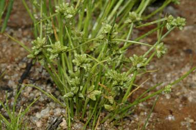 APII jpeg image of Isolepis gaudichaudiana  © contact APII