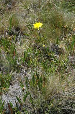 APII jpeg image of Microseris lanceolata  © contact APII