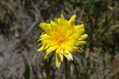 APII jpeg image of Microseris lanceolata  © contact APII