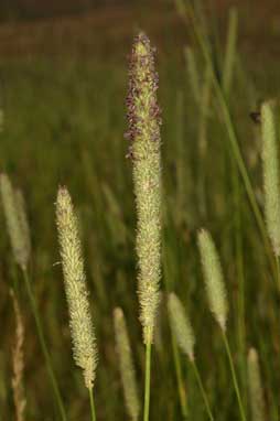 APII jpeg image of Phleum pratense subsp. pratense  © contact APII