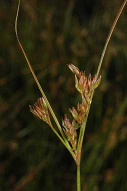 APII jpeg image of Juncus tenuis  © contact APII