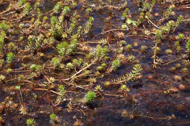 APII jpeg image of Myriophyllum variifolium  © contact APII