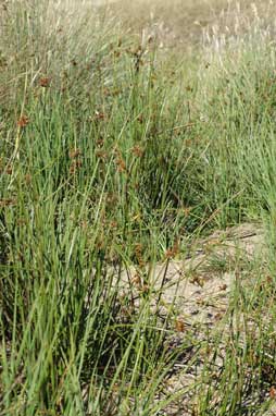 APII jpeg image of Juncus phaeanthus  © contact APII