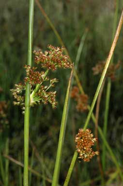 APII jpeg image of Juncus phaeanthus  © contact APII