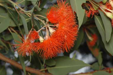 APII jpeg image of Corymbia ficifolia 'Dwarf Orange'  © contact APII