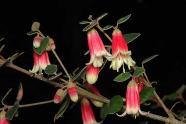 APII jpeg image of Correa 'Canberra Bells'  © contact APII