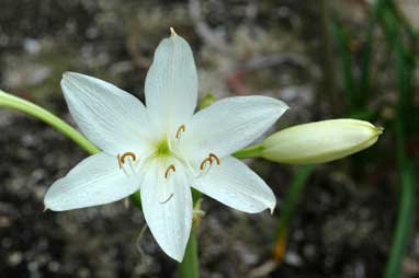 APII jpeg image of Crinum flaccidum  © contact APII