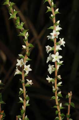 APII jpeg image of Epacris microphylla subsp. microphylla  © contact APII