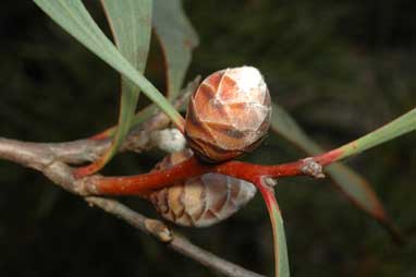 APII jpeg image of Hakea laurina  © contact APII