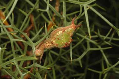 APII jpeg image of Hakea horrida  © contact APII