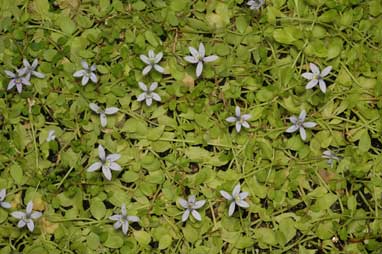 APII jpeg image of Isotoma fluviatilis  © contact APII