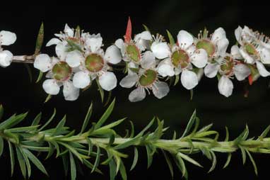 APII jpeg image of Leptospermum juniperinum  © contact APII