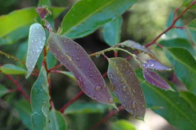 APII jpeg image of Eucalyptus robusta  © contact APII