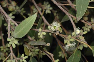 APII jpeg image of Eucalyptus bensonii  © contact APII