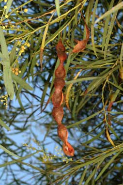 APII jpeg image of Acacia aestivalis  © contact APII