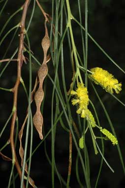 APII jpeg image of Acacia jibberdingensis  © contact APII