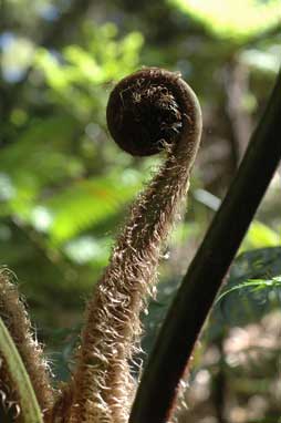 APII jpeg image of Cyathea cooperi  © contact APII