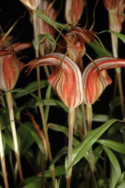 APII jpeg image of Diplodium coccineum  © contact APII