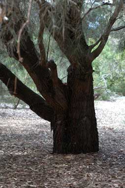 APII jpeg image of Hakea macraeana  © contact APII