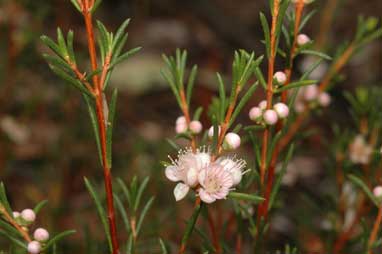 APII jpeg image of Hypocalymma strictum subsp. strictum  © contact APII