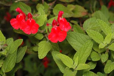 APII jpeg image of Salvia microphylla  © contact APII