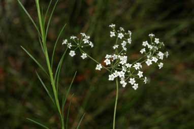 APII jpeg image of Platysace linearifolia  © contact APII