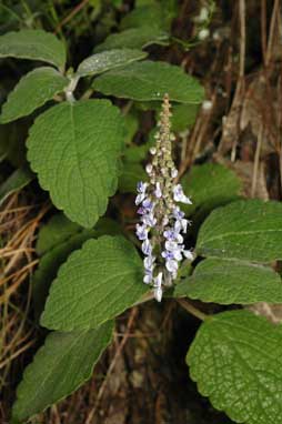 APII jpeg image of Plectranthus parviflorus  © contact APII