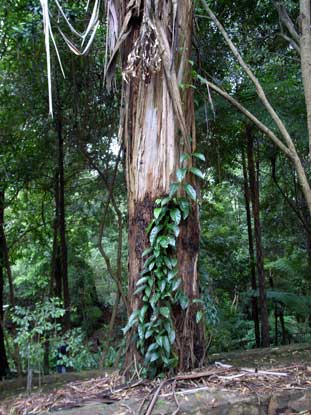 APII jpeg image of Eucalyptus viminalis  © contact APII