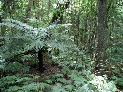 APII jpeg image of Cyathea australis  © contact APII