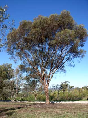 APII jpeg image of Eucalyptus spathulata subsp. spathulata  © contact APII