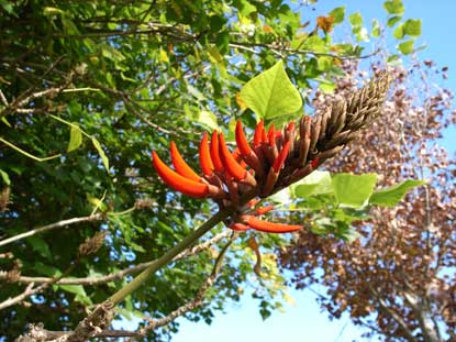 APII jpeg image of Erythrina variegata  © contact APII