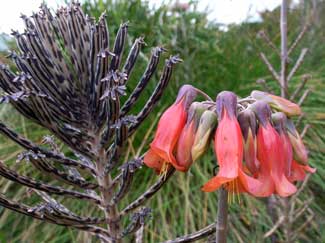 APII jpeg image of Bryophyllum delagoense  © contact APII