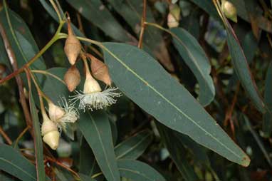 APII jpeg image of Eucalyptus longifolia  © contact APII