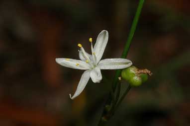 APII jpeg image of Caesia parviflora var. parviflora  © contact APII