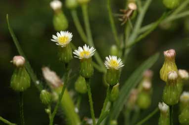 APII jpeg image of Erigeron canadensis  © contact APII